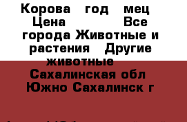 Корова 1 год 4 мец › Цена ­ 27 000 - Все города Животные и растения » Другие животные   . Сахалинская обл.,Южно-Сахалинск г.